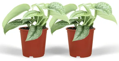 Immagine prodotto di Scindapsus Pictus Trebie - Epipremnum | 2 pezzi - 15cm - Ø12cm - Pianta d'appartamento - Sempreverde - Multideal