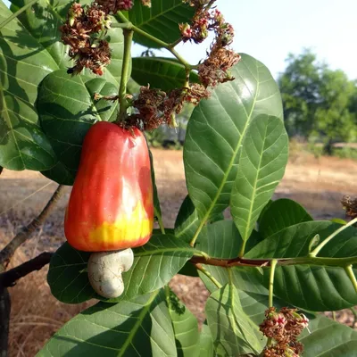 Obrázek produktu pro Kešu (Anacardium occidentale) – 3 semena