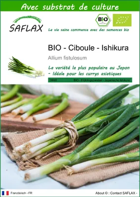 Image de SAFLAX  -- Ciboule - Ishikura - 150 graines - Avec substrat - Allium