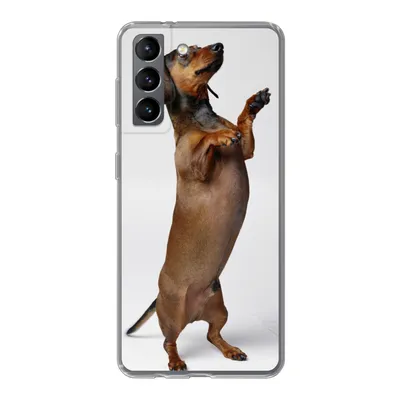 Produktbild von MuchoWow® Handyhülle Schutzhülle Hülle für Samsung Galaxy S21 Ein Dackel, der auf seinen beiden Hinterbeinen steht Silikon Softcase Handy Hülle - Softcase