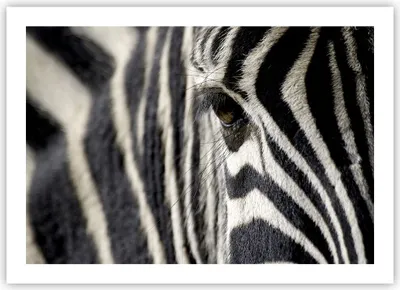 Produktbild von Poster - Poster ohne Rahmen - Zebra Streifen Tierwelt Safari - 70x50 cm - Wand Bild - Wanddeko - Wandbilder - Kunstposter - Wandposter - Bilder - Kunstdruck - Wandbild - P2XAA70x50-2195