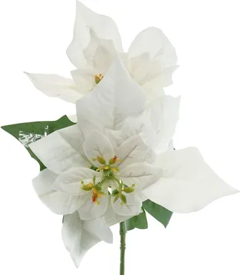 Produktbild von GASPER Weihnachtsstern - Poinsettie Weiß mit 2 Brakteen 32 cm - Kunstblumen