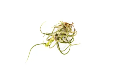 Obrázek produktu pro Gardners Tillandsia Pruinosa