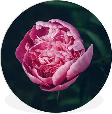 Produktbild von MuchoWow® Rundes Wandbild - Runde Bilder Blumen - Rosa - Rosen Ø 60 cm Kreis Wanddekoration Kunststoff - Wandkreis - Wandschmuck - Wand Kreis - Das Schlafzimmer - Die Bilder - Wandmalerei - Kunst für das Haus - das Plastik