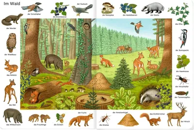 Immagine prodotto di So viele Tiere