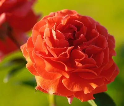 Produktbild von Dehner Kletterrose Naranga®, Züchter Tantau, dicht gefüllte orange-farbene Blüten, duftend, 50-80 cm, 6 l Topf