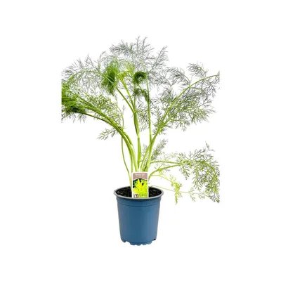 Produktbild von Foeniculum vulgare, Fenchel, aromatisch, ca. 11x11 cm Topf