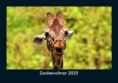 Produktbild von Zoobewohner 2025 Fotokalender DIN A5