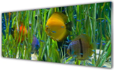 Produktbild von Acrylglasbilder 125x50 Wandbild Druck Fische Natur