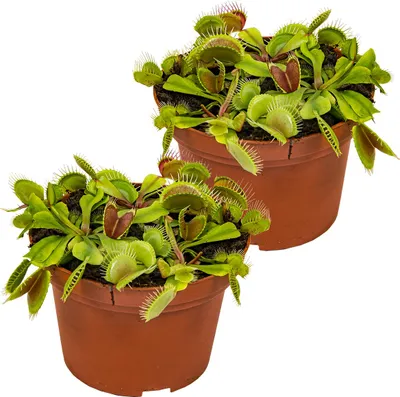 Zdjęcie produktu dla Bloomique - Zestaw 2 szt. - Dionaea Muscipula - Muchołówka amerykańska - Muchołówka amerykańska - Roślina mięsożerna - Rośliny doniczkowe - Wysokość 10-15 cm - Doniczka 12 cm