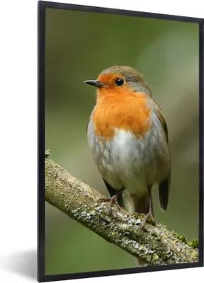 Produktbild von MuchoWow® Gerahmtes Poster Vogel - Rotkehlchen - Zweig - Pflanzen 60x90 cm - Poster mit Schwarzem Bilderrahmen Wandposter Rahmen Foto Bilder - Kunst