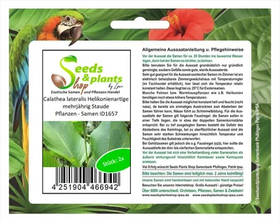 Produktbild von 2x Calathea lateralis Helikonienartige mehrjährig Staude Pflanzen - Samen ID1657