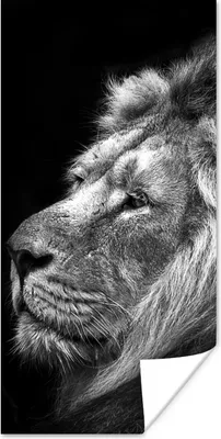 Produktbild von MuchoWow® Poster Löwe vor schwarzem Hintergrund in Schwarz und Weiß 60x120 cm - Wandschmuck