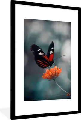 Produktbild von MuchoWow® Gerahmtes Poster Schmetterling - Blume - Insekt 60x90 cm - Poster mit Schwarzem Bilderrahmen Wandposter Rahmen Foto Bilder - Dekoration - Wandposter Wohnzimmer - Hochwertig