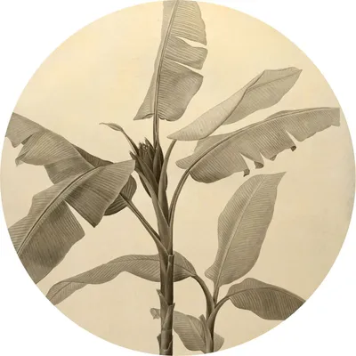 Image de Komar papier peint rond autocollant Banana Plant Beige clair - 611167 - Ø 125 cm