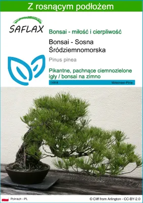 Zdjęcie produktu dla SAFLAX - Bonsai - Sosna Śródziemnomorska - 6 Nasiona - Z podłożem uprawowym wolnym od zarazków - Pinus pinea