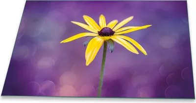 Produktbild von Herdabdeckplatte Glaskeramikfeld Spritzschutz Glas Universal Deko 80x52 Blumen Gelb