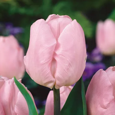 Produktbild von Tulpen Blumenzwiebeln Zwiebeln Blumen Triumph Tulpe Candy Prince 5 St.