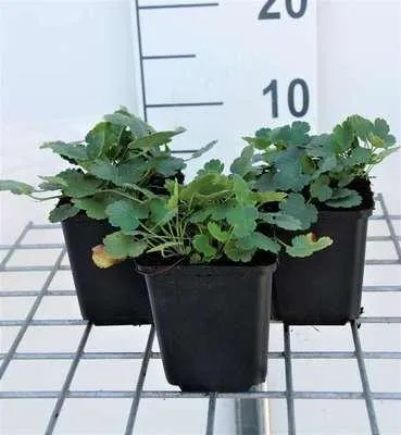 Produktbild von 6 x  Heuchera briz. 'Schneewittchen' - Purpurglöckchen - Topf 9 x 9 cm