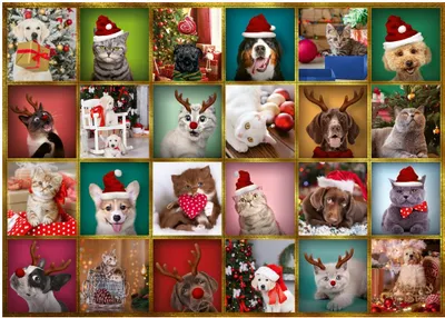 Immagine prodotto di Calendario dell'Avvento Trefl Animali - Giocattoli a sorpresa, 42 pezzi
