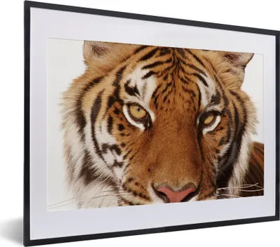 Produktbild von MuchoWow® MuchoWow® Gerahmtes Poster Porträt - Tiger - Tier 40x30 cm - Poster mit zchwarzem Bilderrahmen - Bilderrahmen - Poster im Rahmen