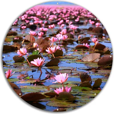 Produktbild von Wallario rundes Outdoor-Poster für Garten oder Balkon, Motiv Seerosenlandschaft mit rosa Blüten, 60 cm Durchmesser