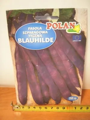 Obrázek produktu pro semena FASOLA SZPARAGOWA TYCZNA BLAUHILDE 3646