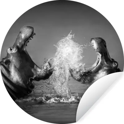 Produktbild von MuchoWow® Runde Wandtattoo - Wandsticker Tapete Aufkleber Tiere - Nilpferd - Wasser - Schwarz - Weiß Ø 30 cm Selbstklebend und Repositionierbar - Wandaufkleber - Kreis - Wandbild - Fototapete - Selbstklebend - Dekoration - Wandschmuck - Schlafzimmer