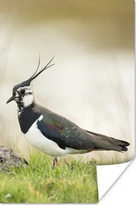 Produktbild von MuchoWow® Poster Vogel - Gras - Tiere - Natur - Kiebitz 120x180 cm - Kunstposter