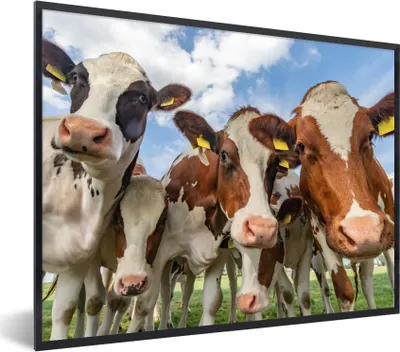 Produktbild von MuchoWow® Gerahmtes Poster Kühe - Tiere - Weide - Natur 40x30 cm - Poster mit Schwarzem Bilderrahmen Wandposter Rahmen Foto Bilder - Kunstposter - Wanddekorationen