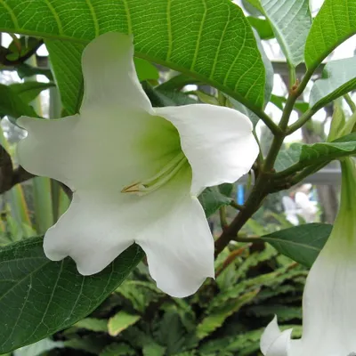 Obrázok produktu pre Nepálska trúbkovitá kvetina (Beaumontia grandiflora)  – 5 semien