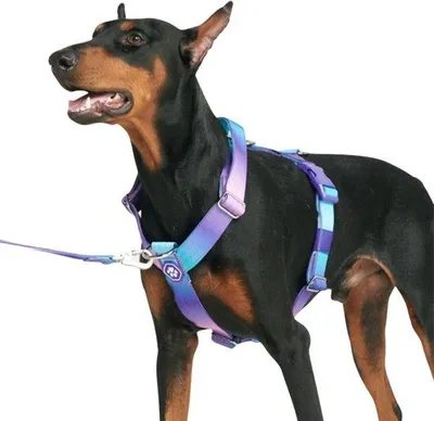 Productafbeelding van Veiligheids- en comfort halsband voor honden - Design voor oudere honden - Met een brede riem
