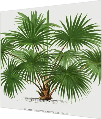 Zdjęcie produktu dla Tapeta ścienna – tapeta dekoracyjna do salonu – folia tapetowa do dekoracji ścian – 250 x 250 cm – egzotyczny wzór