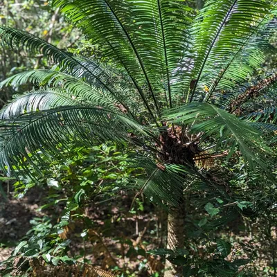 Image de Cycas glauca - 1 graine germée