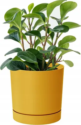 Zdjęcie produktu dla Doniczka okrągła Tubo 30 cm musztardowa