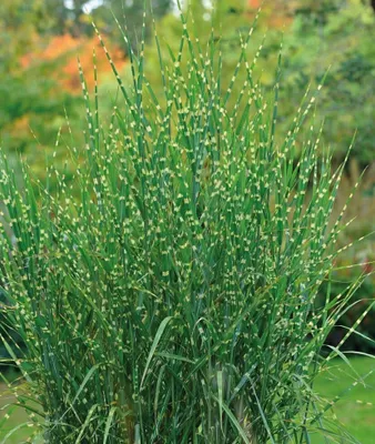 Immagine prodotto di Miscanthus sinensis Zebrinus 2L