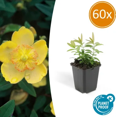 Zdjęcie produktu dla Rosliny okrywowe - Dziurawiec zwyczajny - Hypericum calycinum - Doniczka 9 cm - Zestaw 60 roslin