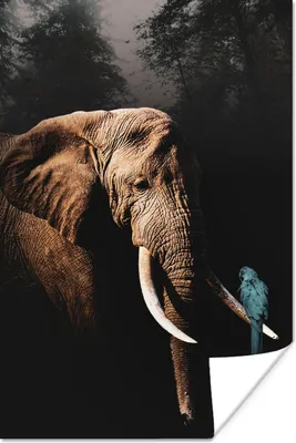 Produktbild von MuchoWow® Poster Elefant - Papagei - Baum 20x30 cm - Papierdruck