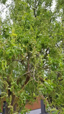 Image de Salix matsudana 'Tortuosa'/ Saule tortueux