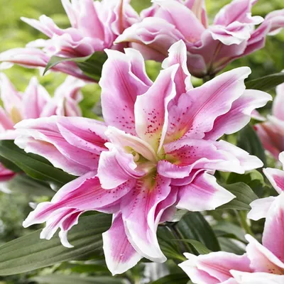 Immagine prodotto di Lilia Pełna Roselily Tatsiana 1 pz. Lilii bulbi di lilia bulbi Profumati