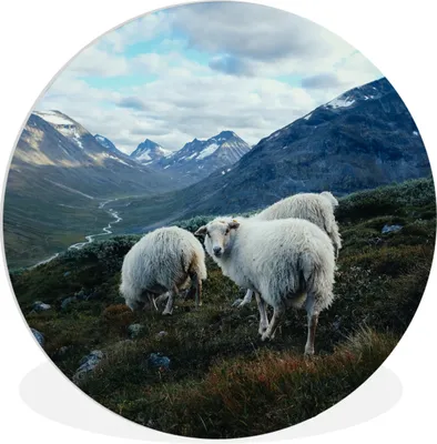 Produktbild von MuchoWow® Rundes Wandbild - Runde Bilder Schafe - Natur - Berge Ø 60 cm Kreis Wanddekoration Kunststoff - Wandkreis - Wandschmuck - Wand Kreis - Das Schlafzimmer - Die Bilder - Wandmalerei - Kunst für das Haus - das Plastik