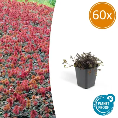 Produktbild von Acaena microphylla 'Kupferteppich' | 60 Stücke - 10-25cm - Ø9cm - Gartenpflanze