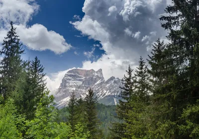 Produktbild von XXL Poster 100 x 70cm (S-840) Nadelwald und imposantes Gebirge (Lieferung gerollt!)