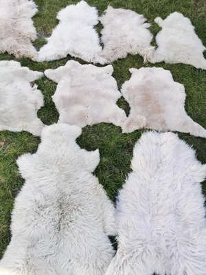 Image de Véritable peau de mouton écologique Peau de mouton brun clair jusqu'à 140cm 2ème choix Doux 30x30cm rond plutôt court (2cm - 5cm)