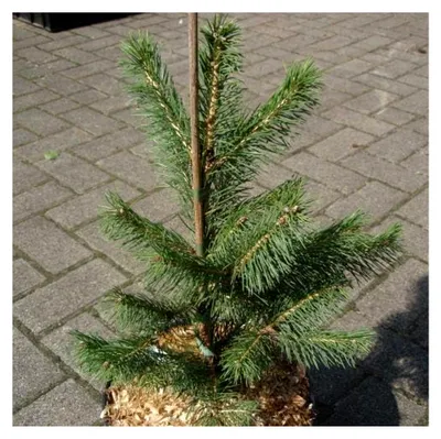 Produktbild von Picea smithiana - Himalaja-Fichte - Morinda-Fichte