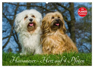 Produktbild von Havaneser - Herz auf 4 Pfoten (Wandkalender 2027 DIN A2 quer), CALVENDO Monatskalender