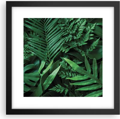 Produktbild von Gerahmtes Poster - Schwarzer Rahmen - Exotisch Blätter Monstera - 30x30 cm - Wand Bild - Wanddeko - Wandbilder - Kunstposter - Wandposter - Bilderrahmen - Bilder - Kunstdruck - P2BAC30x30-4746