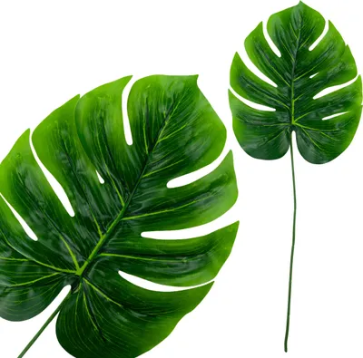Image de Fleur Branche Feuille artificielle de monstera
