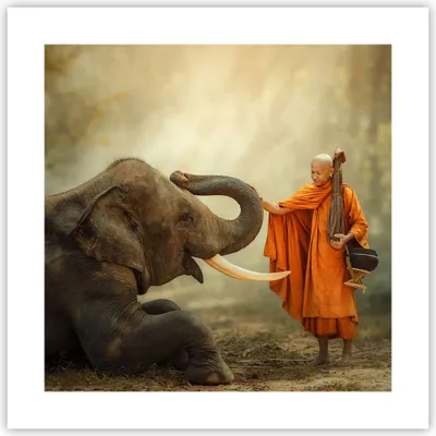 Produktbild von Poster - Poster ohne Rahmen - Elefant Mönch Stoßzahn - 40x40 cm - Wand Bild - Wanddeko - Wandbilder - Kunstposter - Wandposter - Bilder - Kunstdruck - Wanddekoration - Wandbild - P2XAC40x40-3484