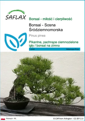Zdjęcie produktu dla SAFLAX - Bonsai - Sosna Śródziemnomorska - 6 Nasiona - Pinus pinea